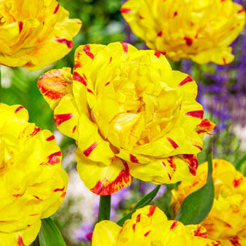 Yellow Danceline Tulip Brecks Premium Bulbs