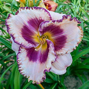 Regal Braid Reblooming Daylily Brecks Premium Bulbs