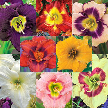 Bloomin Beautiful Daylily Collection Brecks Premium Bulbs