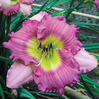 Lace Babydoll Daylily Brecks Premium Bulbs