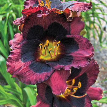 Whoopy Reblooming Daylily Brecks Premium Bulbs