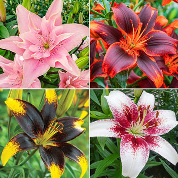 Favourite Lily Collection Brecks Premium Bulbs