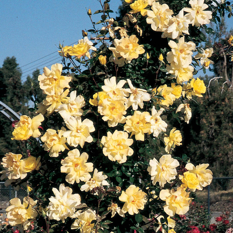 Golden Showers Climbing Rose Shop Roses Breck S