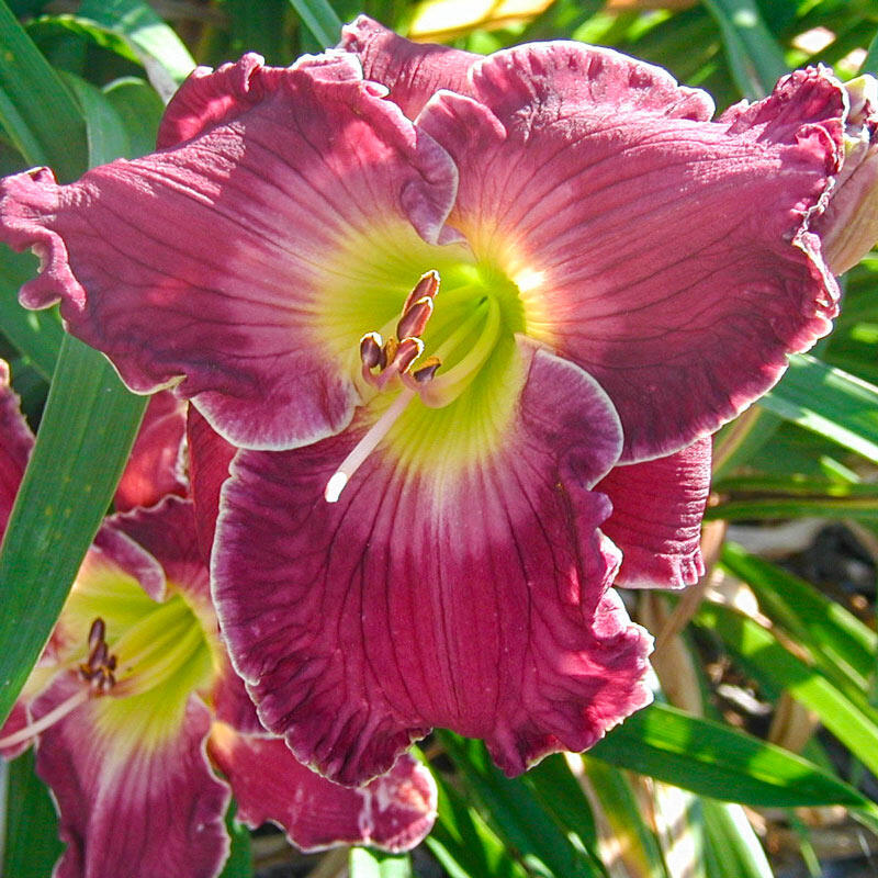 Shout From The Mountaintops Reblooming Daylily Brecks Premium Bulbs