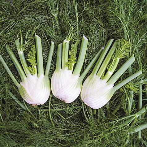 Fennel Orion Hybrid Gurney S Seed Nursery Co