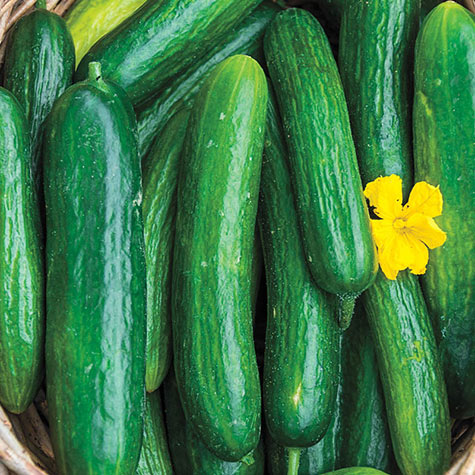 Perseus Hybrid Cucumber Gurney S Seed Nursery Co