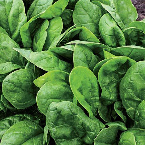 Alexandra Hybrid Spinach Gurney S Seed Nursery Co