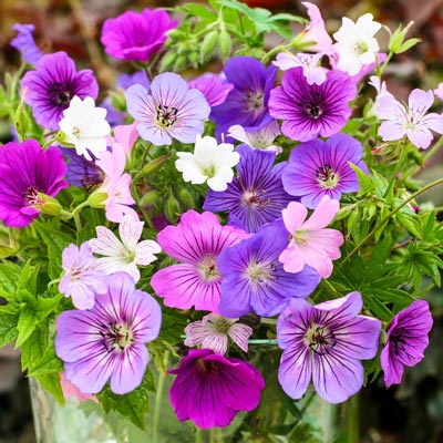 Geranium Breeders Mix Spring Hill Nurseries