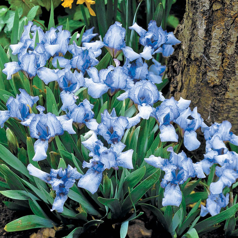 Shop Forever Blue Dwarf Reblooming Bearded Iris Breck S