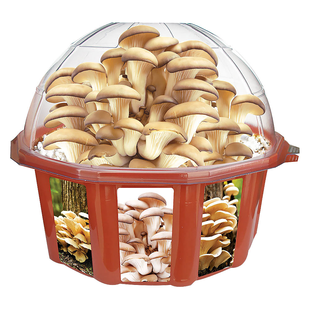 grow your own mushrooms kit
