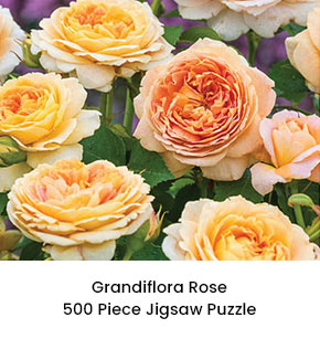 Grandiflora Rose 500 Piece Jigsaw Puzzle 