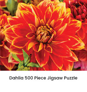 Dahlia 500 Piece Jigsaw Puzzle