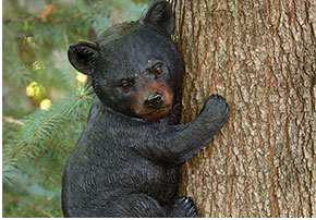 Bear Cub Up a Tree Animal Tree Hugger