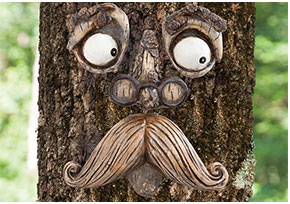 Old Man Tree Face Tree Hugger