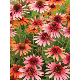 Coral Reef Echinacea 300 Large Piece Jigsaw Puzzle