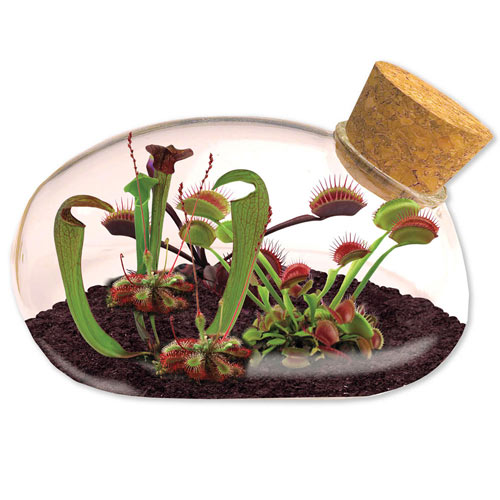 The Meat Eating Mouse Terrariums