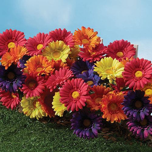 All Weather Forever Blooms- Colorful Daisy