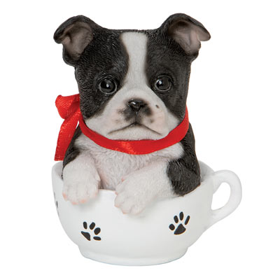 Boston Terrie Teacup Puppy