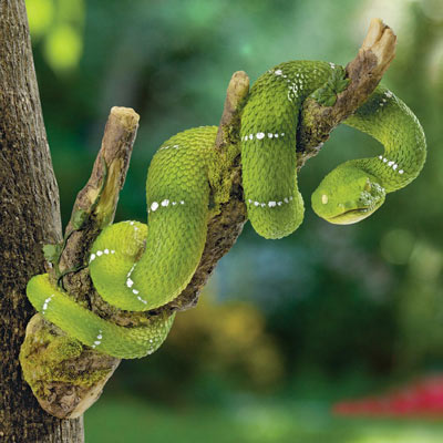 Snake on a Tree