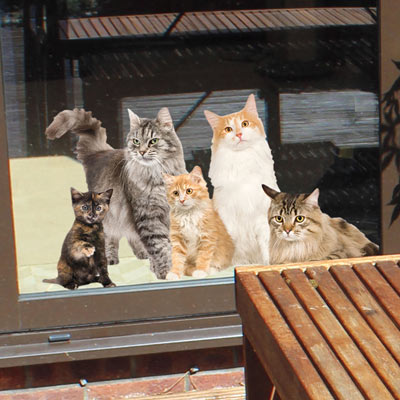Cats Window Cling