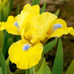 Prank Dwarf Bearded Iris
