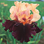 Ocelot Tall Bearded Iris
