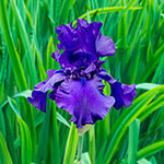 Dusky Challenger Colourful, Tall Bearded Iris