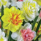 Double Delight™ Daffodil Mixture