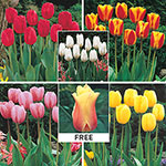 WOW® Perennial Tulip 
Collection