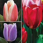 Forever Spring™ Tulip Collection