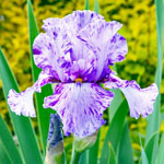 Elainealope Reblooming Bearded Iris
