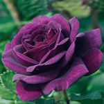 Ebb Tide Floribunda Rose 