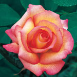 Sheila's Perfume Floribunda Rose 