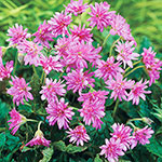 Everblooming Hardy Double Geranium Collection