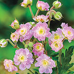 Everblooming Hardy Double Geranium Collection