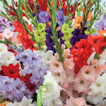 Gladiolus Cutflower Mixture
