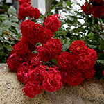  Red Ribbons® Groundcover Rose