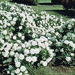 White Meidiland® Groundcover Rose 