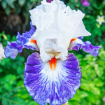 Gypsy Lord Bearded Iris
