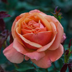 Anna's Promise® Grandiflora Rose