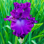 Swingtown Bearded Iris