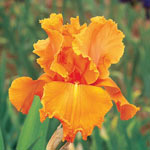 Orange Splash Bearded Iris