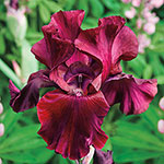 Red Riches Bearded Iris