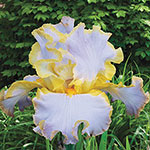 All About Spring Tall Bearded Iris