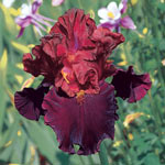 Raptor Red Bearded Iris