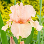 Pink Attraction Reblooming Bearded Iris