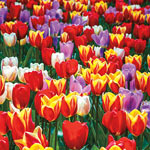 Forever Spring™ Tulip Mixture