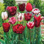 Variatie Red™ Tulip Mixture