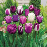 Tulip Bulb Mix Collections