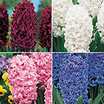 Colourful Hyacinth Collection